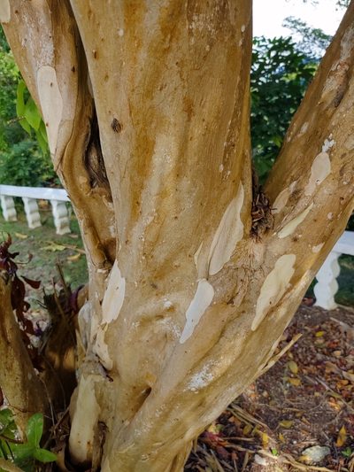 Ficus trigonata, photographed by peakaytea