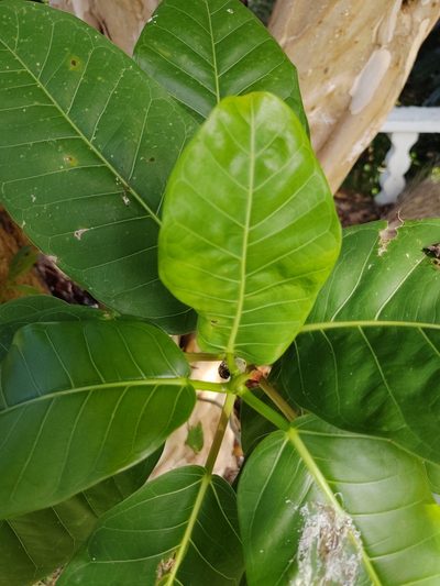 Ficus trigonata, photographed by peakaytea