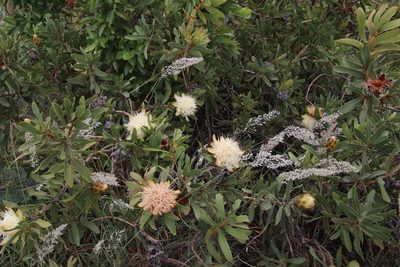 Protea welwitschii, photographed by Tony Rebelo