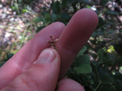 Ficinia sylvatica, photographed by Jeremy Gilmore