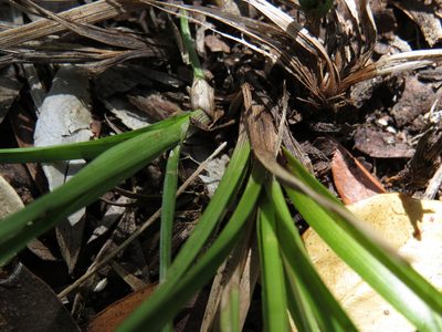 Carex esenbeckiana, photographed by Jeremy Gilmore