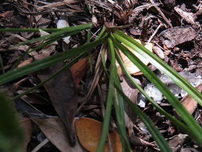 Carex esenbeckiana, photographed by Jeremy Gilmore