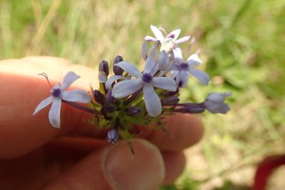 Pentanisia prunelloides, photographed by Peter Warren