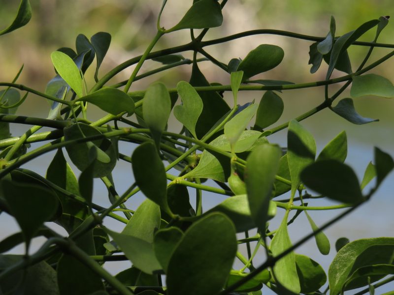 Viscum obscurum, photographed by Jeremy Gilmore