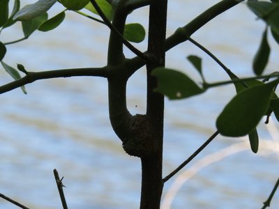 Viscum obscurum, photographed by Jeremy Gilmore
