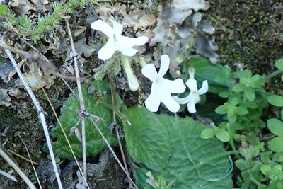 Streptocarpus pentherianus, photographed by Peter Warren
