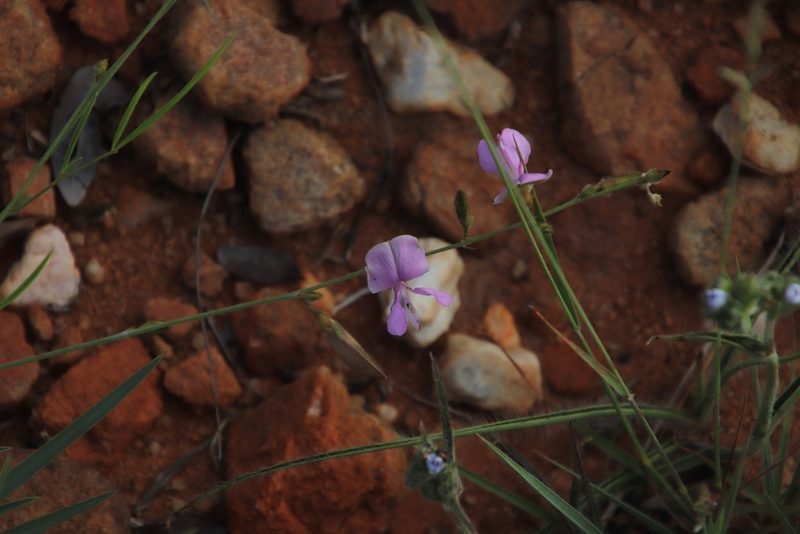 Tephrosia longipes, photographed by Tony Rebelo