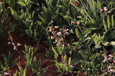 Ophrestia oblongifolia, photographed by Tony Rebelo