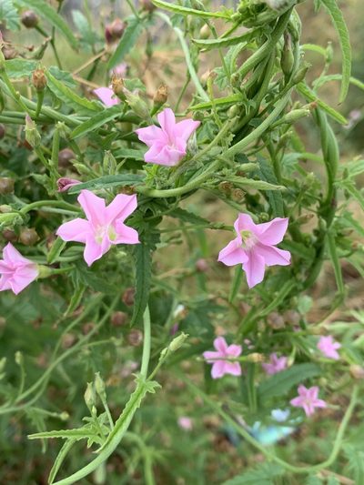 Convolvulus erubescens, photographed by Guy Taseski