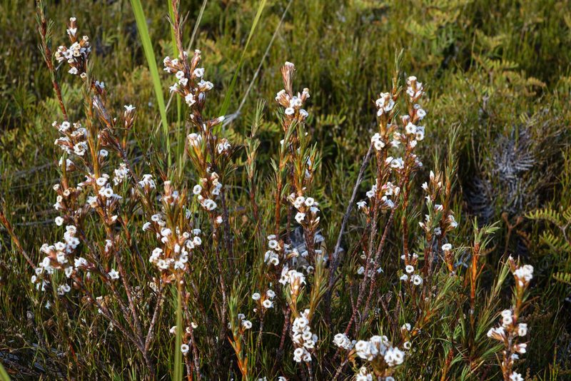 Dracophyllum oliveri, photographed by John Barkla