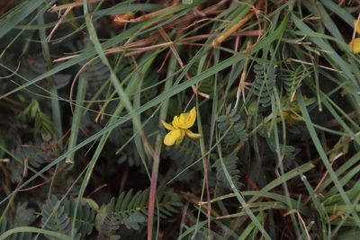Chamaecrista comosa, photographed by Tony Rebelo