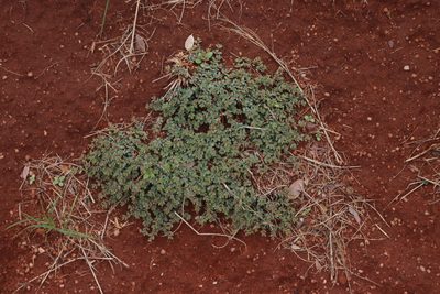 Euphorbia inaequilatera, photographed by Tony Rebelo
