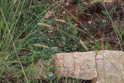 Ophrestia oblongifolia, photographed by Tony Rebelo