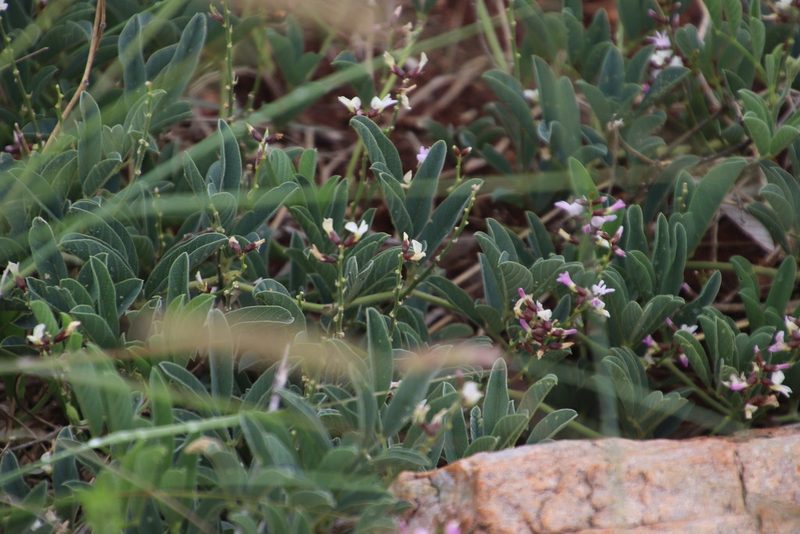 Ophrestia oblongifolia, photographed by Tony Rebelo