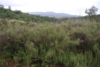 Cliffortia linearifolia, photographed by Tony Rebelo