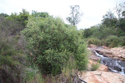 Phylica paniculata, photographed by Tony Rebelo