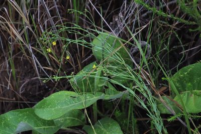 Linum thunbergii, photographed by Tony Rebelo