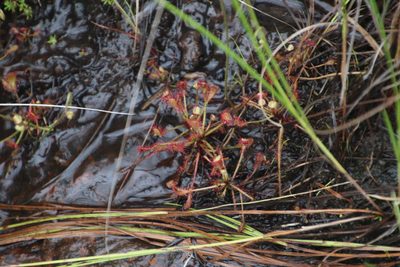 Drosera madagascariensis, photographed by Tony Rebelo