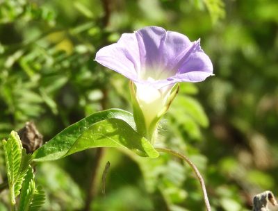 Ipomoea meyeri, photographed by Francisco Farriols Sarabia