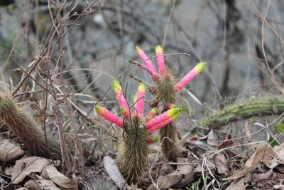 Cleistocactus smaragdiflorus, photographed by Nelson Atencio