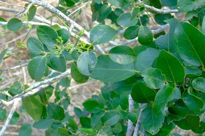 Amyris balsamifera, photographed by Francisco Farriols Sarabia
