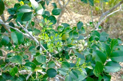 Amyris balsamifera, photographed by Francisco Farriols Sarabia