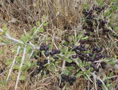 Schinus johnstonii, photographed by desertnaturalist