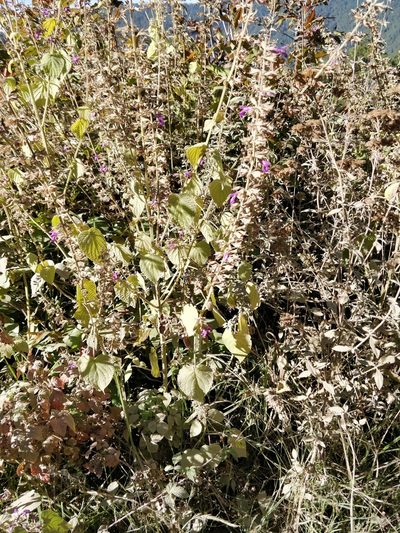Salvia carnea, photographed by Will Cornwell