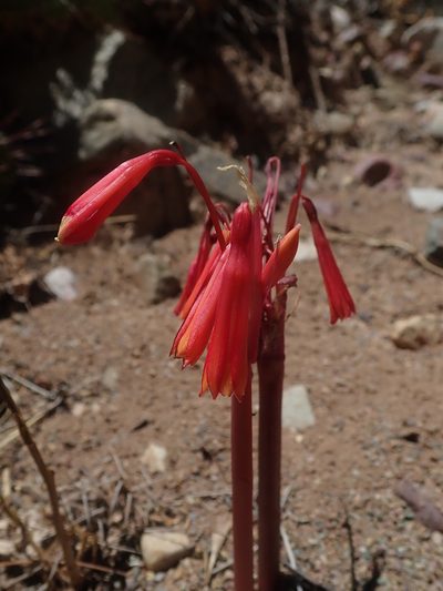 Hieronymiella argentina, photographed by Nolan Exe