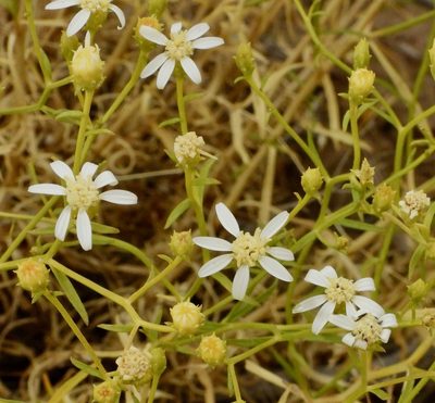 Gutierrezia solbrigii, photographed by desertnaturalist