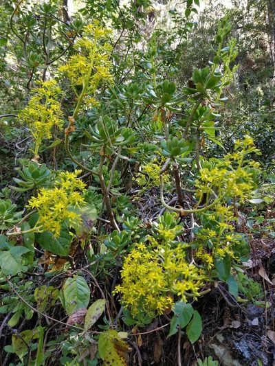 Sedum dendroideum, photographed by Will Cornwell