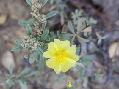 Crocanthemum glomeratum, photographed by Will Cornwell