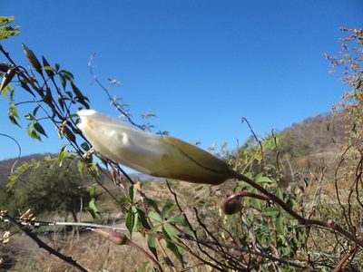 Distimake platyphyllus, photographed by Alexis López Hernández