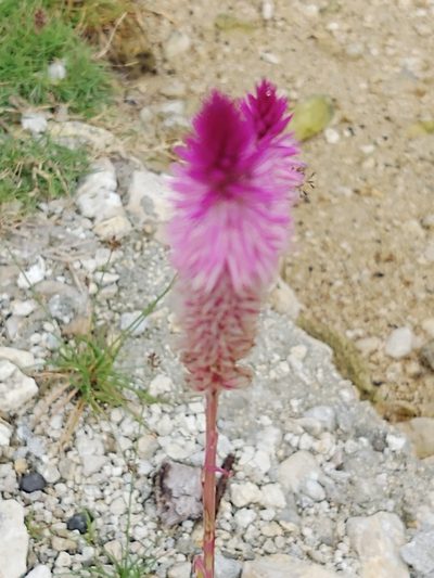 Celosia spicata, photographed by peakaytea