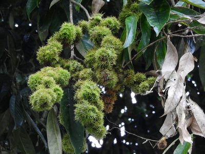 Castanopsis faberi, photographed by Jacy Chen