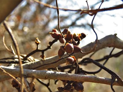 Cuscuta exaltata, photographed by Annika Lindqvist