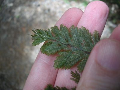Abrodictyum elongatum, photographed by Stephen Thorpe