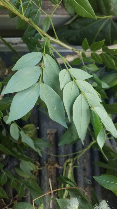 Pseudalbizzia adinocephala, photographed by geralg
