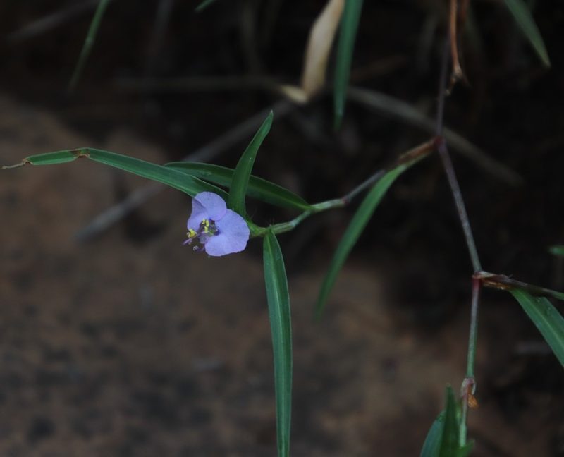 Commelina modesta, photographed by Tony Rebelo