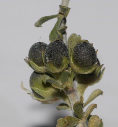 Psoralea schutteae, photographed by Brian du Preez