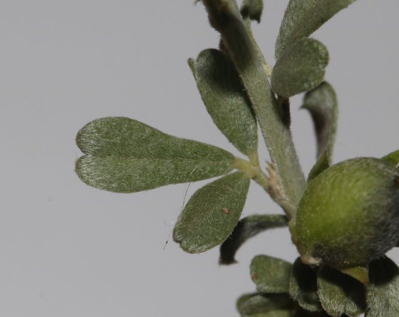 Psoralea schutteae, photographed by Brian du Preez