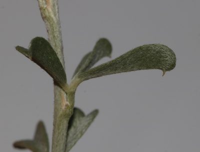 Psoralea schutteae, photographed by Brian du Preez