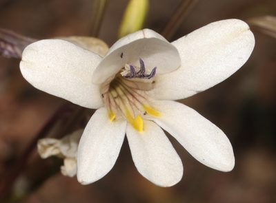 Tritonia pallida, photographed by Brian du Preez