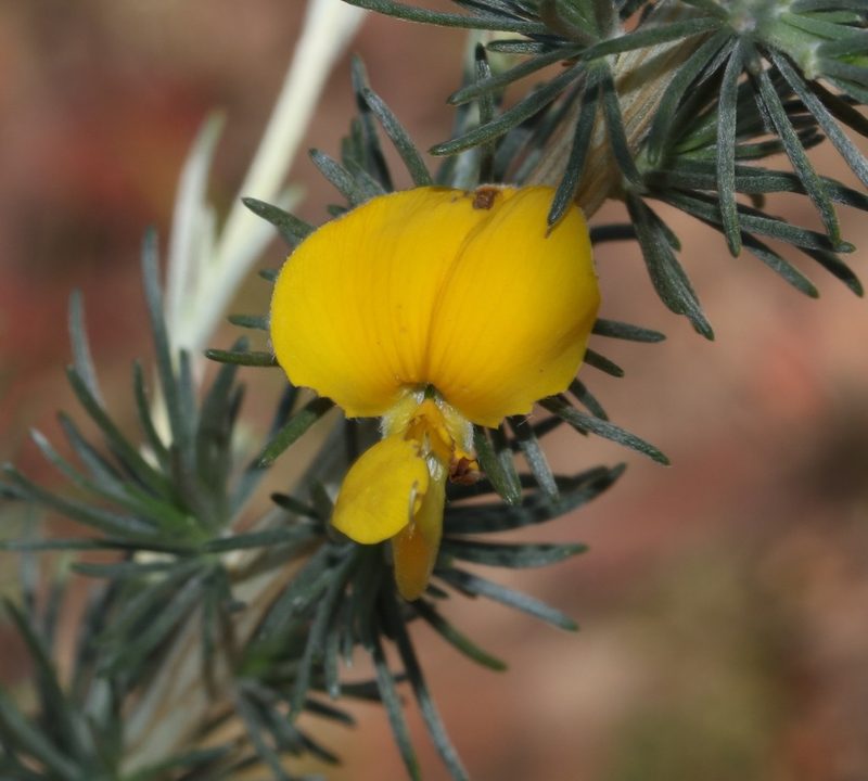 Aspalathus rostrata, photographed by Brian du Preez