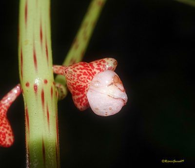 Begonia roxburghii, photographed by Rejoice Gassah