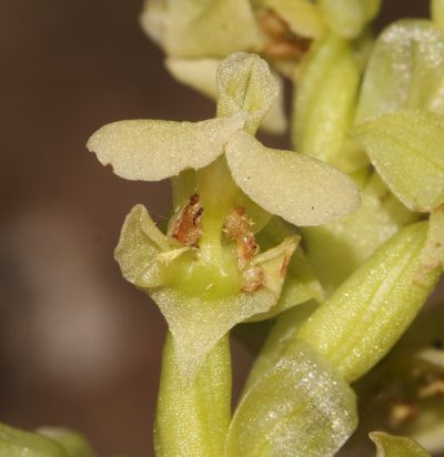 Pterygodium volucris, photographed by Brian du Preez