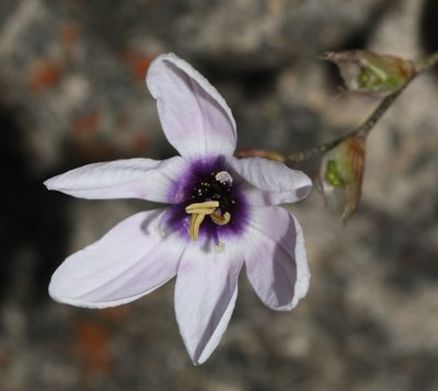 Ixia stolonifera, photographed by Brian du Preez