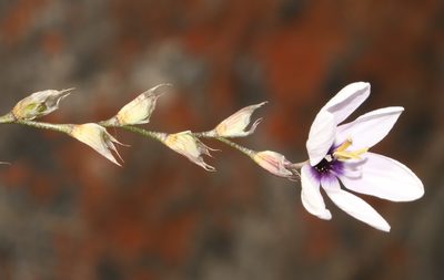 Ixia stolonifera, photographed by Brian du Preez