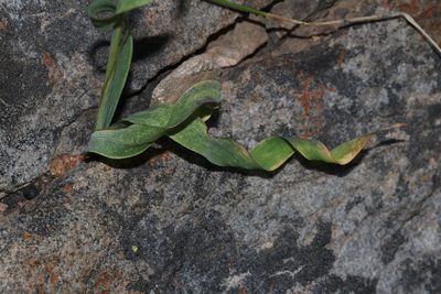 Ixia stolonifera, photographed by Brian du Preez