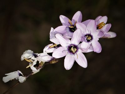 Ixia stolonifera, photographed by Brian du Preez